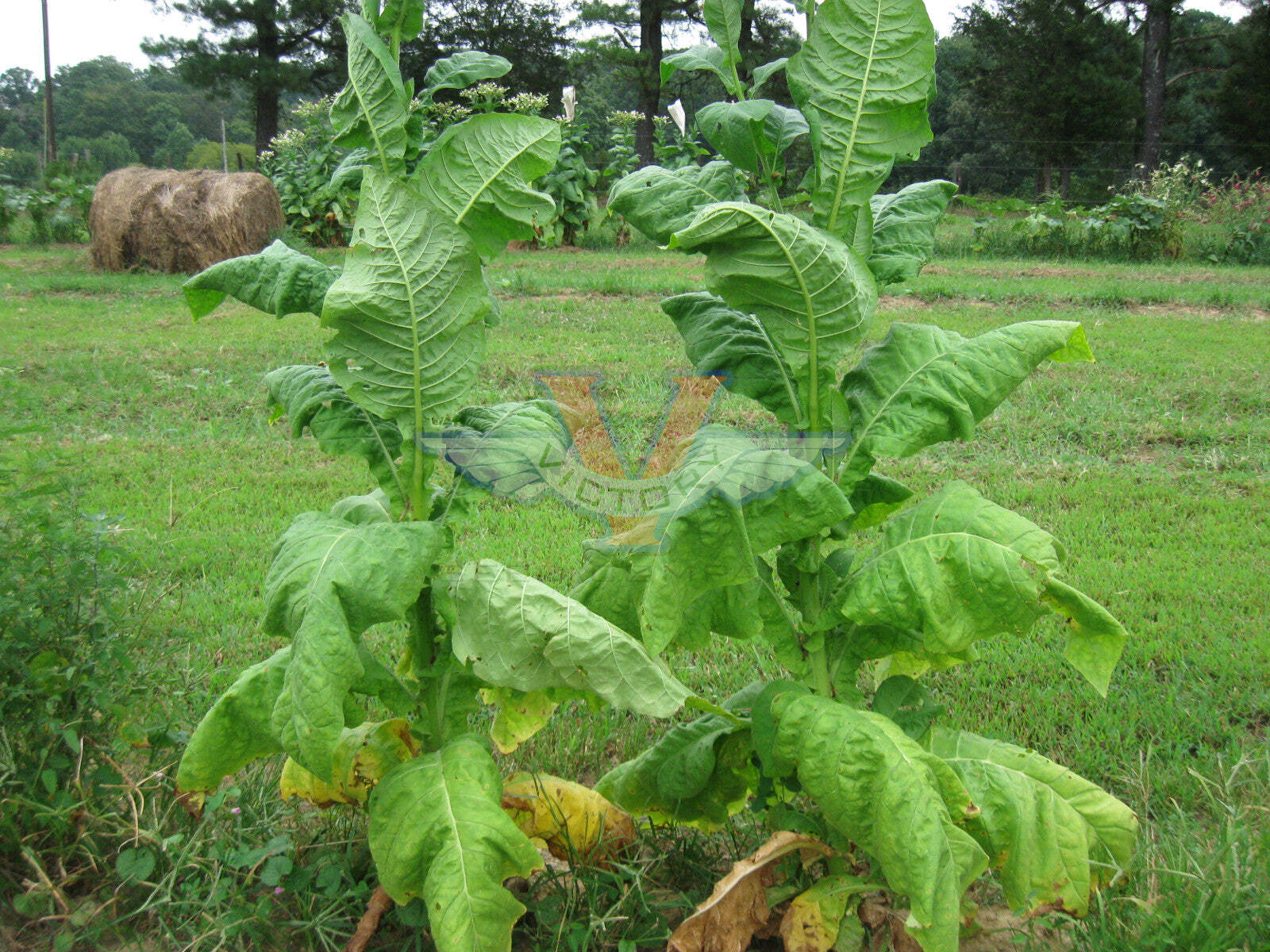 Lemon Bright Tobacco