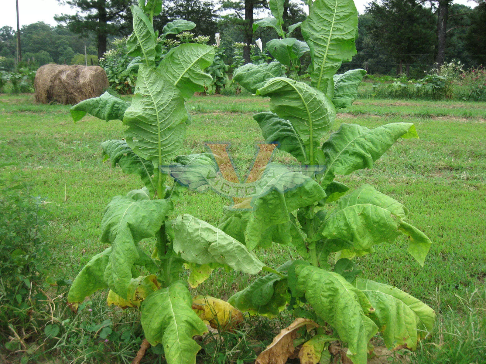 Lemon Bright Tobacco
