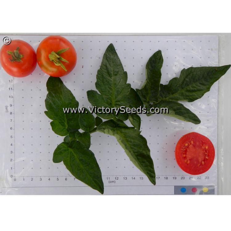 Iditarod Red Tomato