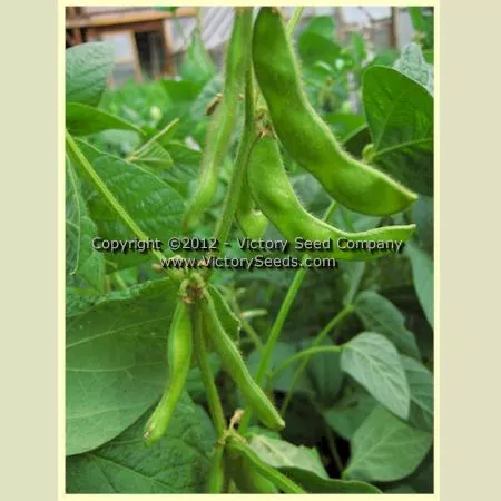 An Dunscaja Soybean