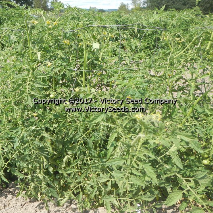 Sutton's Peach Blow Tomato