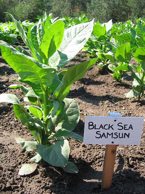 Black Sea Samsun Tobacco