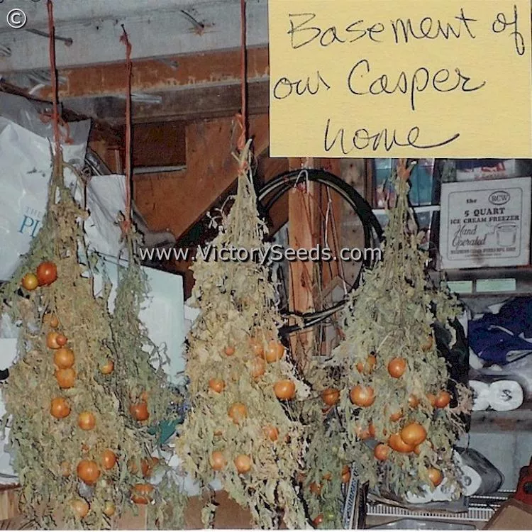 Burpee's Long Keeper (Longkeeper) Tomato