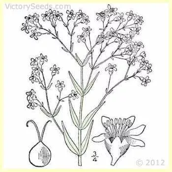 Baby's Breath