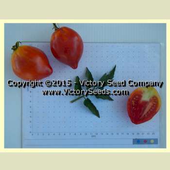 Dwarf Scarlet Heart Tomato