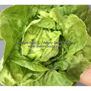 White Boston Butterhead Lettuce