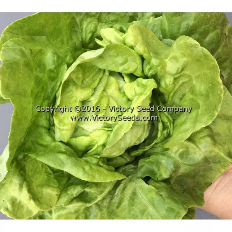 White Boston Butterhead Lettuce