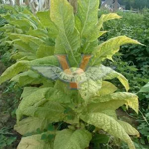 Barnett Special Tobacco