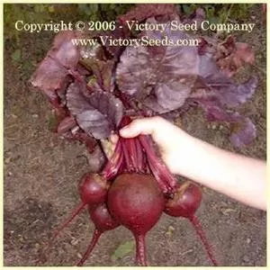 Bull's Blood Beet