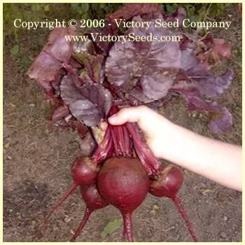 Bull's Blood Beet