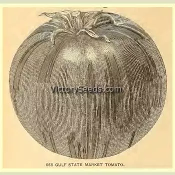 Gulf State Market (Livingston's Strain) Tomato