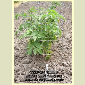 Uralskiy Ranniy Tomato