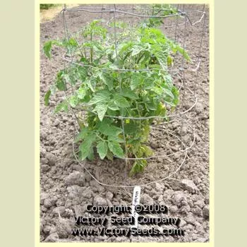 Uralskiy Ranniy Tomato