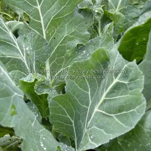 Vates Collards