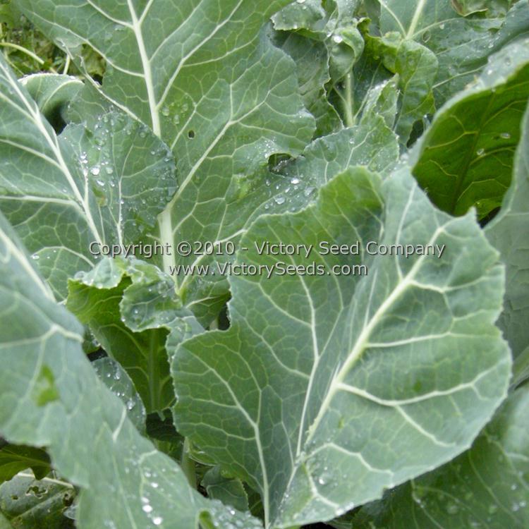 Vates Collards