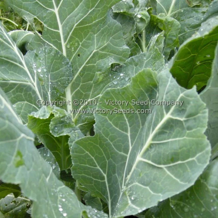 Vates Collards