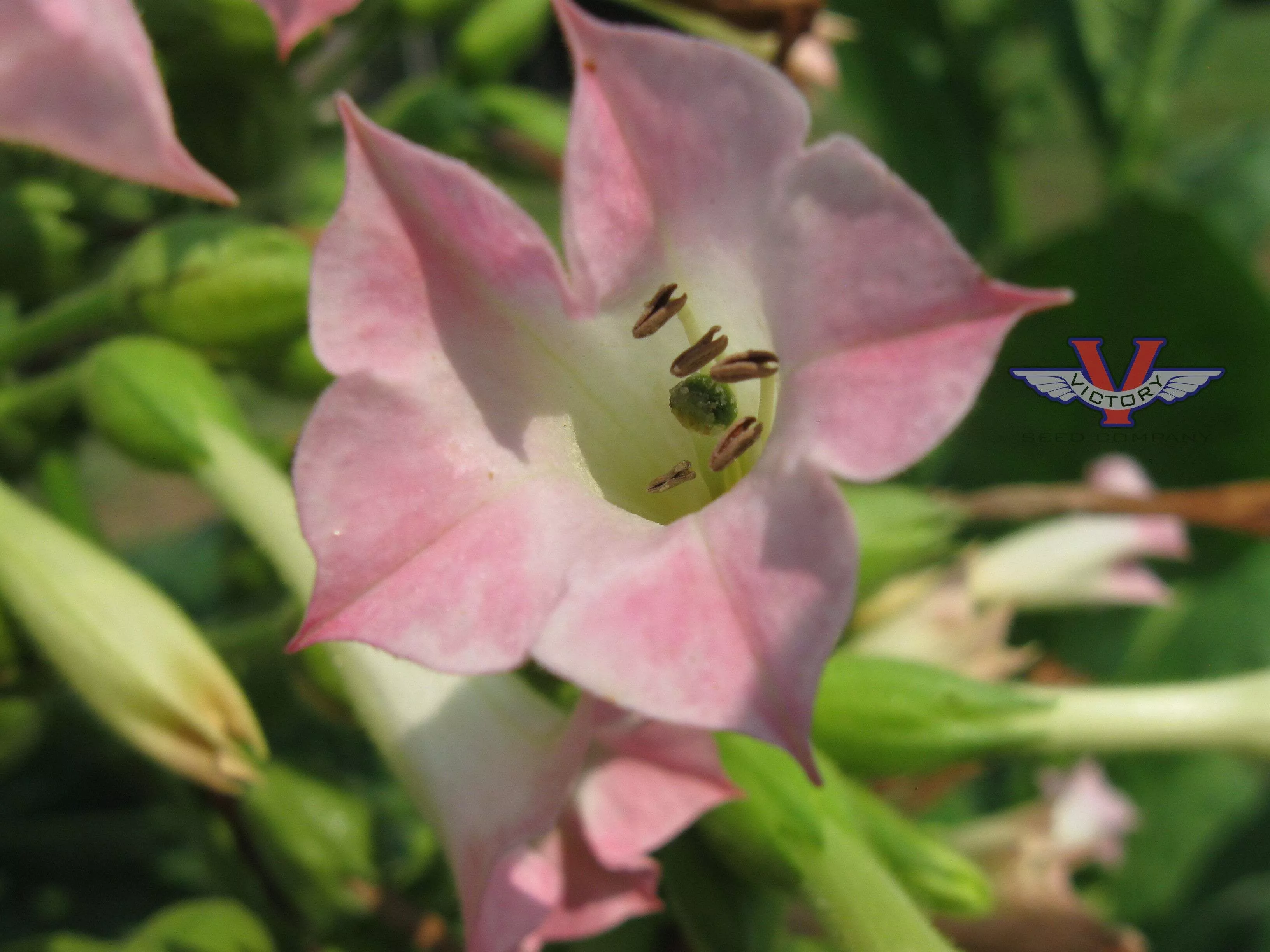Pennsylvania Broadleaf Tobacco