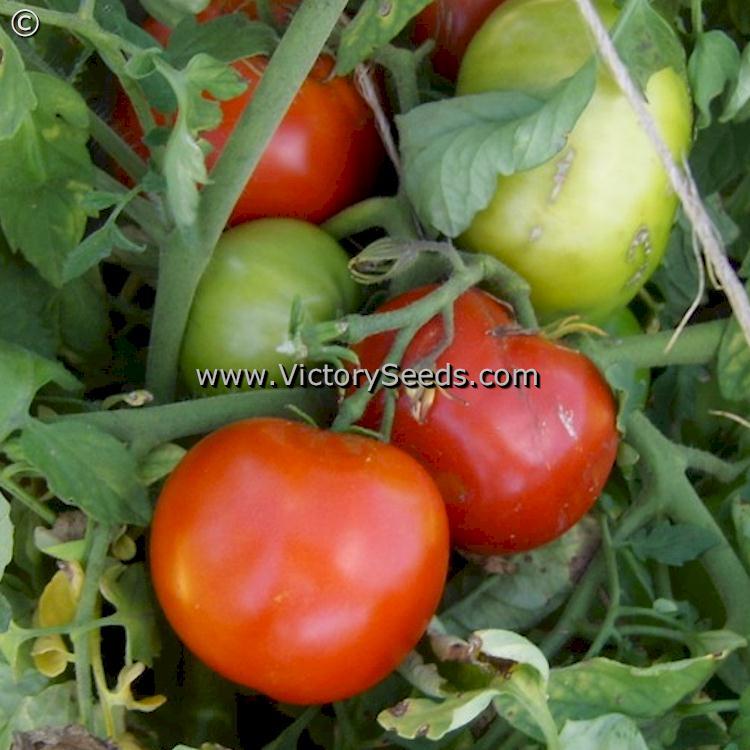 Starfire Tomato