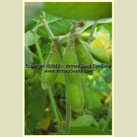 Jaune de Desme Soybean