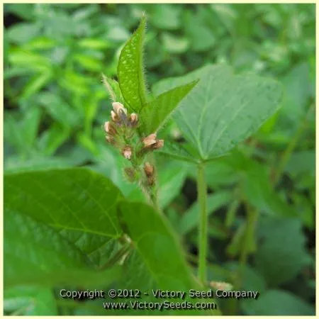 Lucky Lion Soybean
