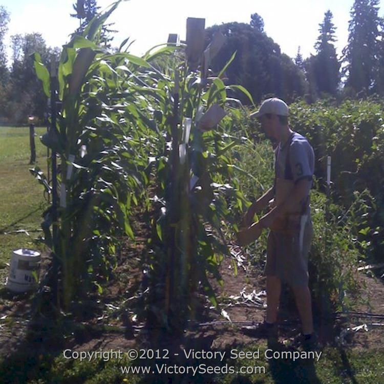 Floriani Red Flint Corn