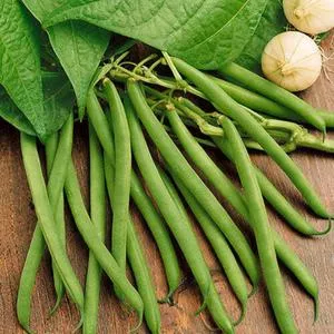 Kentucky Wonder Pole Green Garden Bean