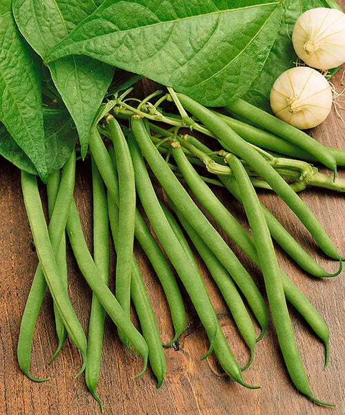 Kentucky Wonder Pole Green Garden Bean