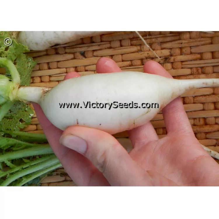 Chinese White Winter Radish