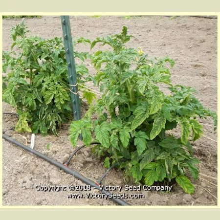 Clare Valley Red Tomato