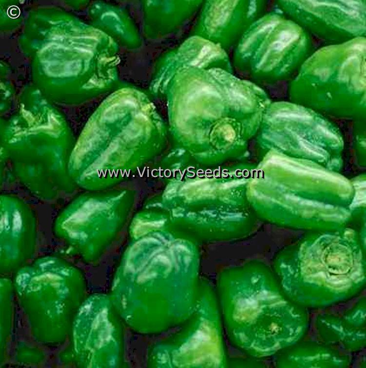 California Wonder (Bell) Pepper