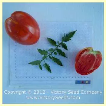 Jerusalem Tomato