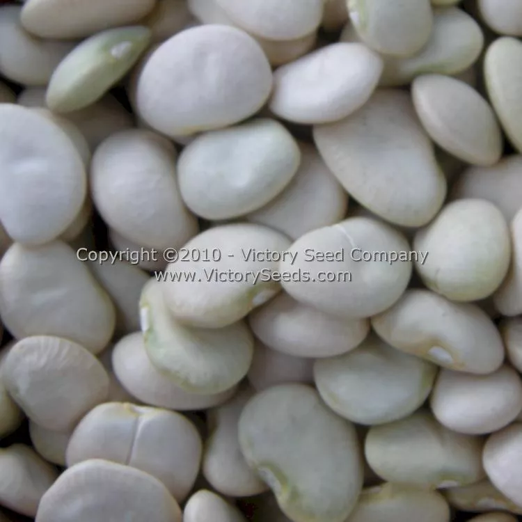 Burpee Improved Bush Lima Bean