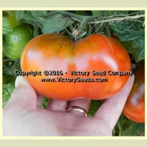 Kookaburra Cackle Tomato