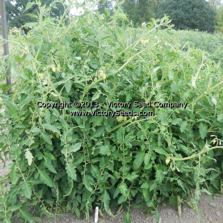 Libby's Pride Tomato