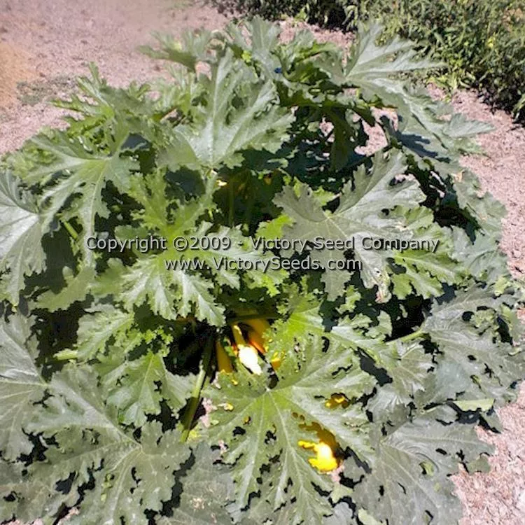 Ananashyi Zucchini Summer Squash
