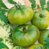 Aunt Ruby's German Green Tomato