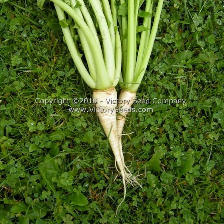 Seven Top Turnip