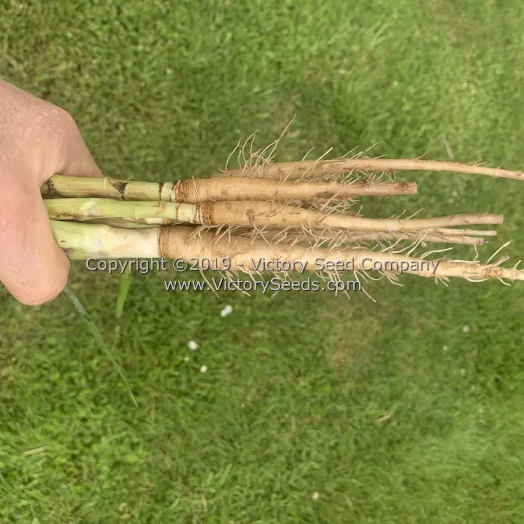 Mammoth Sandwich Island Salsify