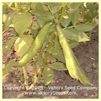 Aquadulce Fava Bean