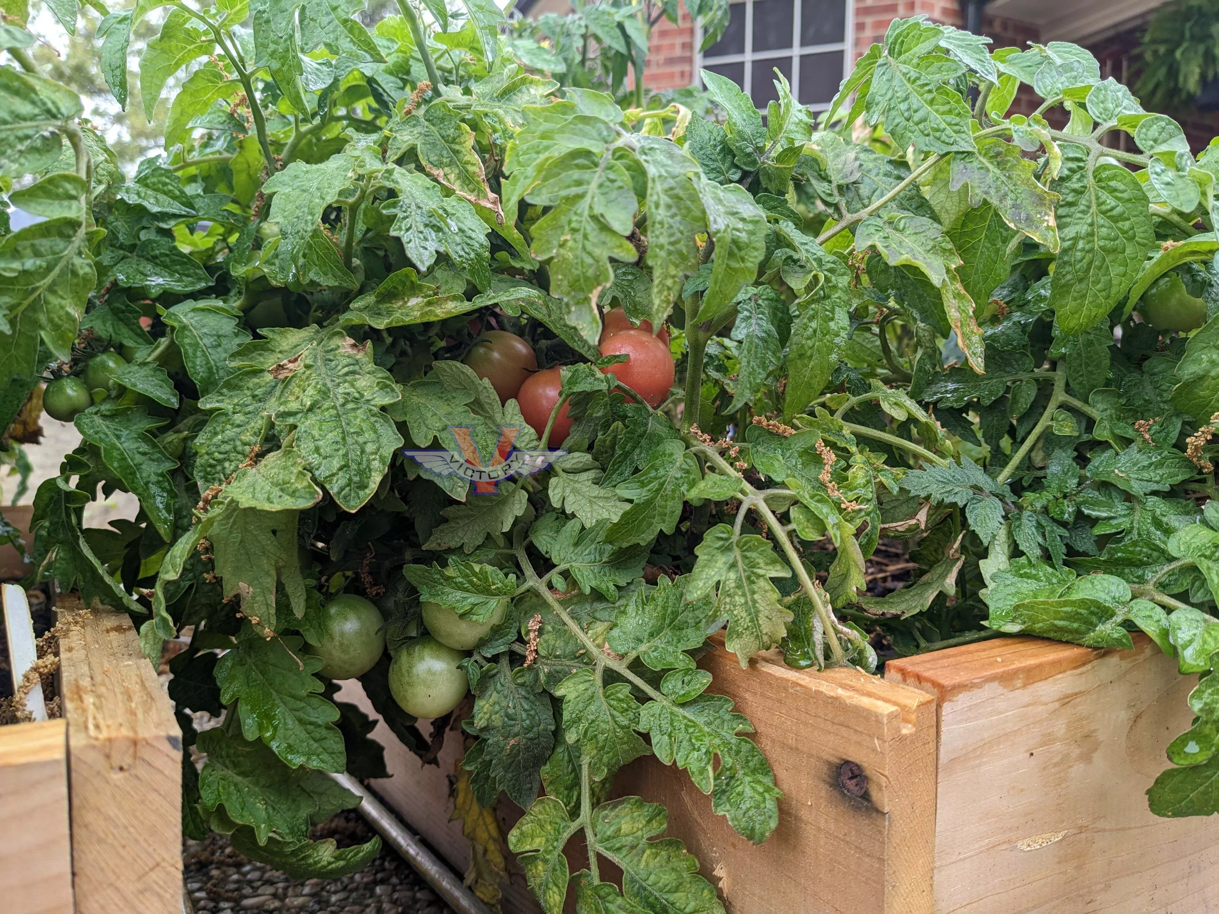 Rosy Finch Tomato