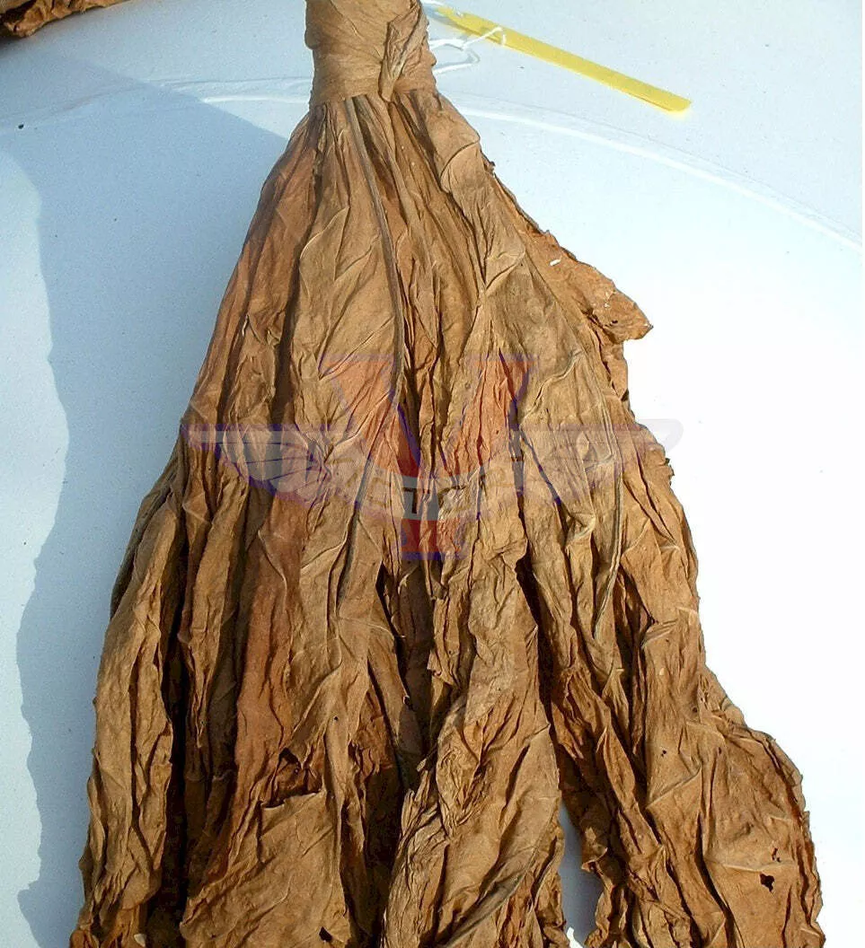KY 5 Tobacco