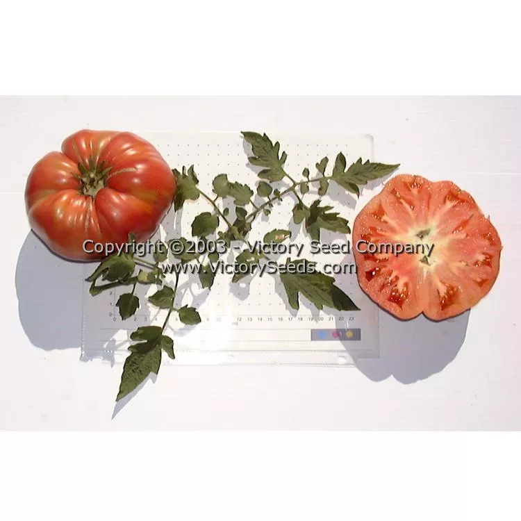 Ferris Wheel Tomato