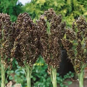 Sorghum and Broom Corn