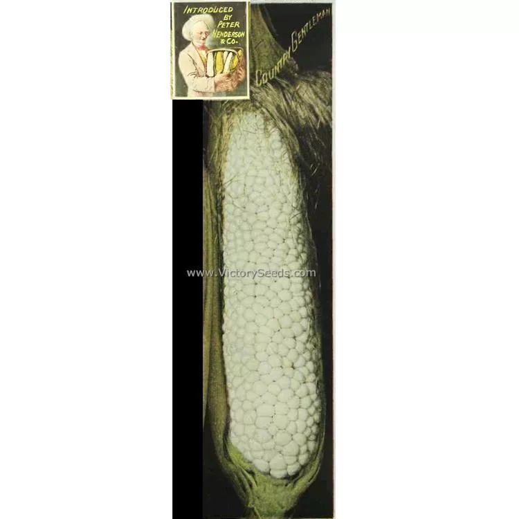 Country Gentleman Sweet Corn