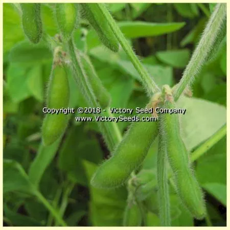 Chico Soybean