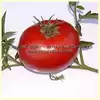 Livingston's Beauty Tomato