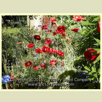 Flanders Poppy