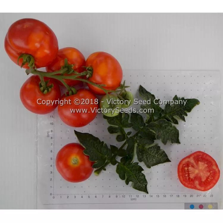 Potentate Tomato