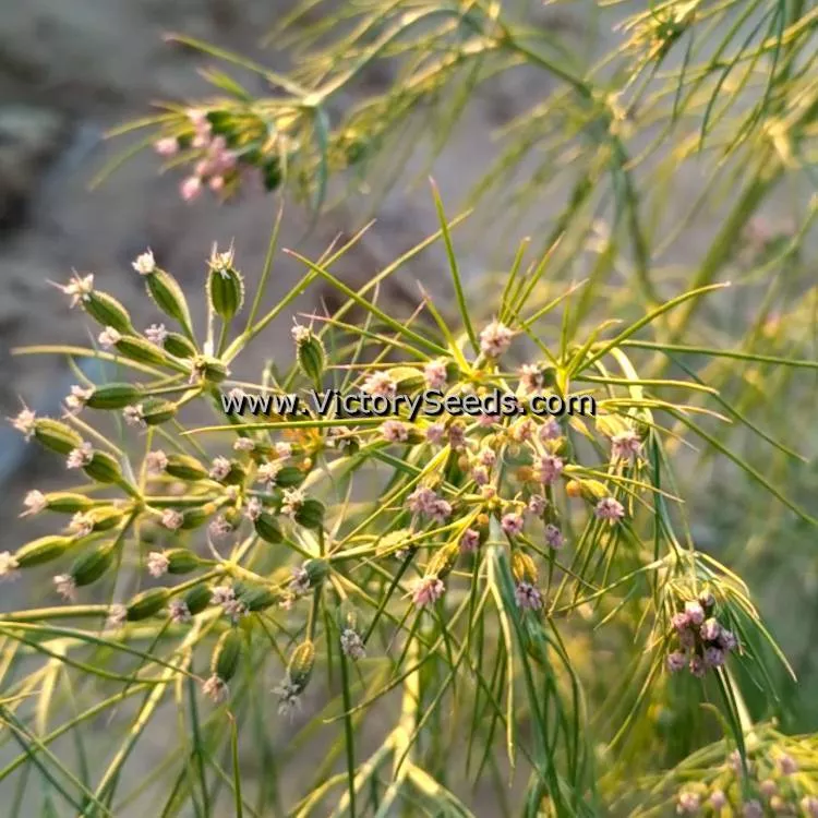 Cumin
