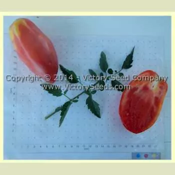 Malinovyi Rog Tomato